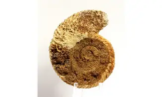 Parkinsonia parkinsoni