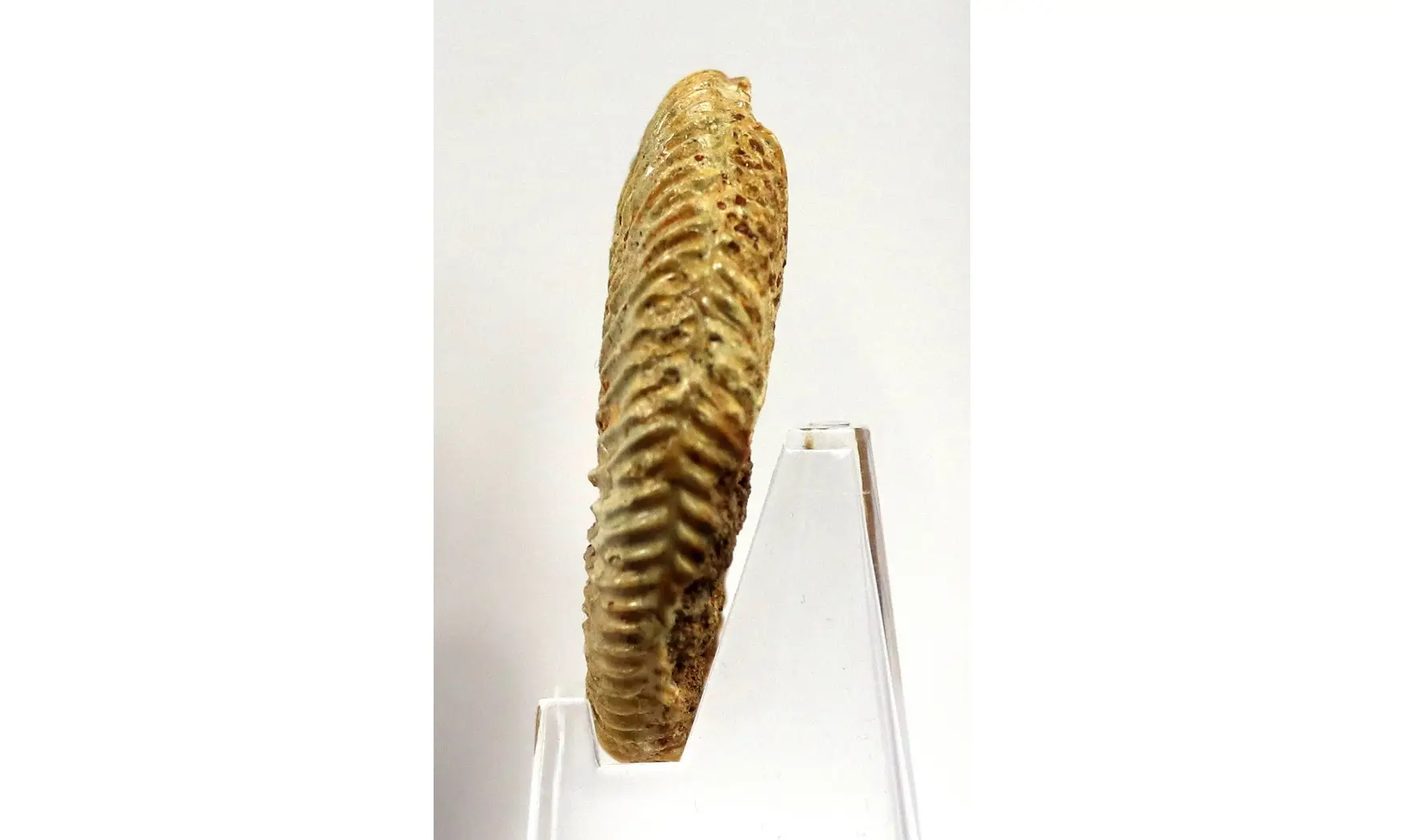 Parkinsonia parkinsoni