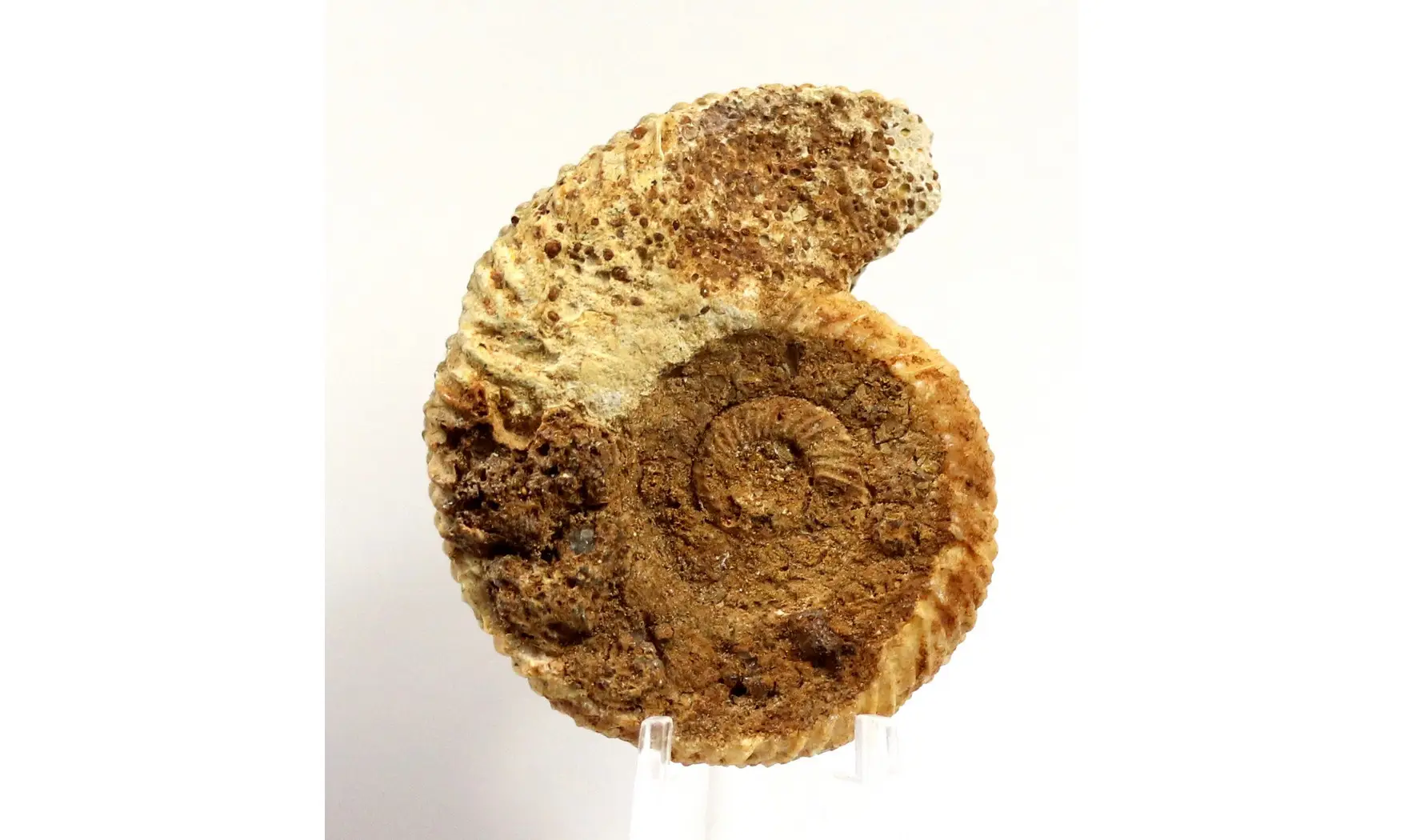 Parkinsonia parkinsoni