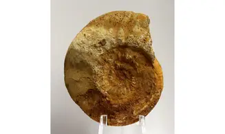 Homoeoplanulites