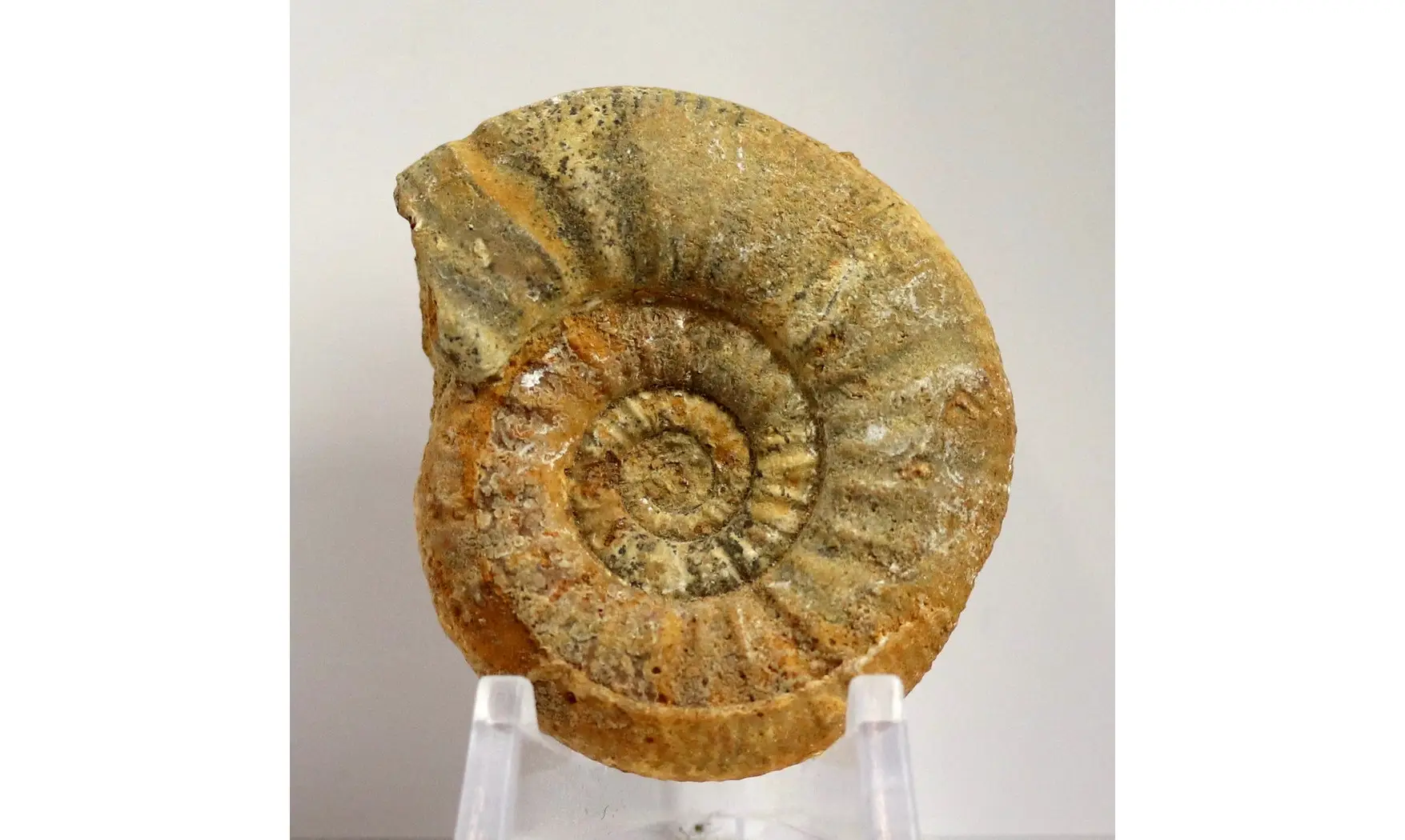 Homoeoplanulites
