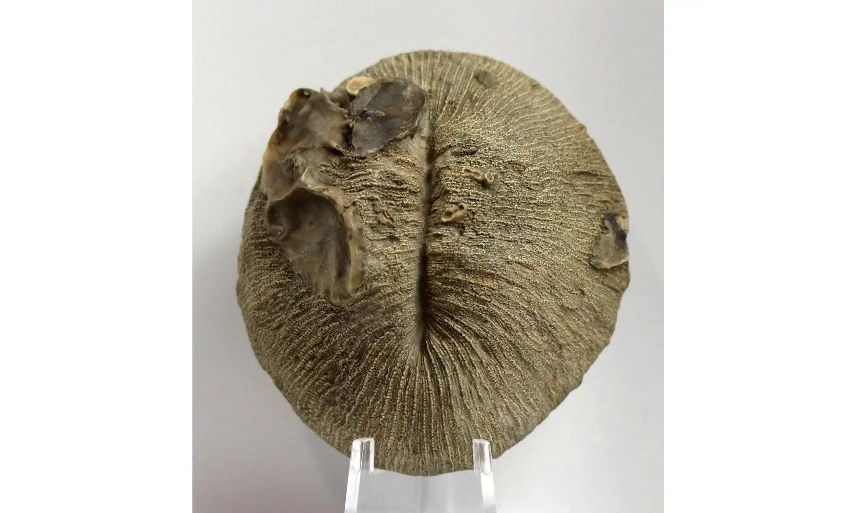Cummolites polymorpha