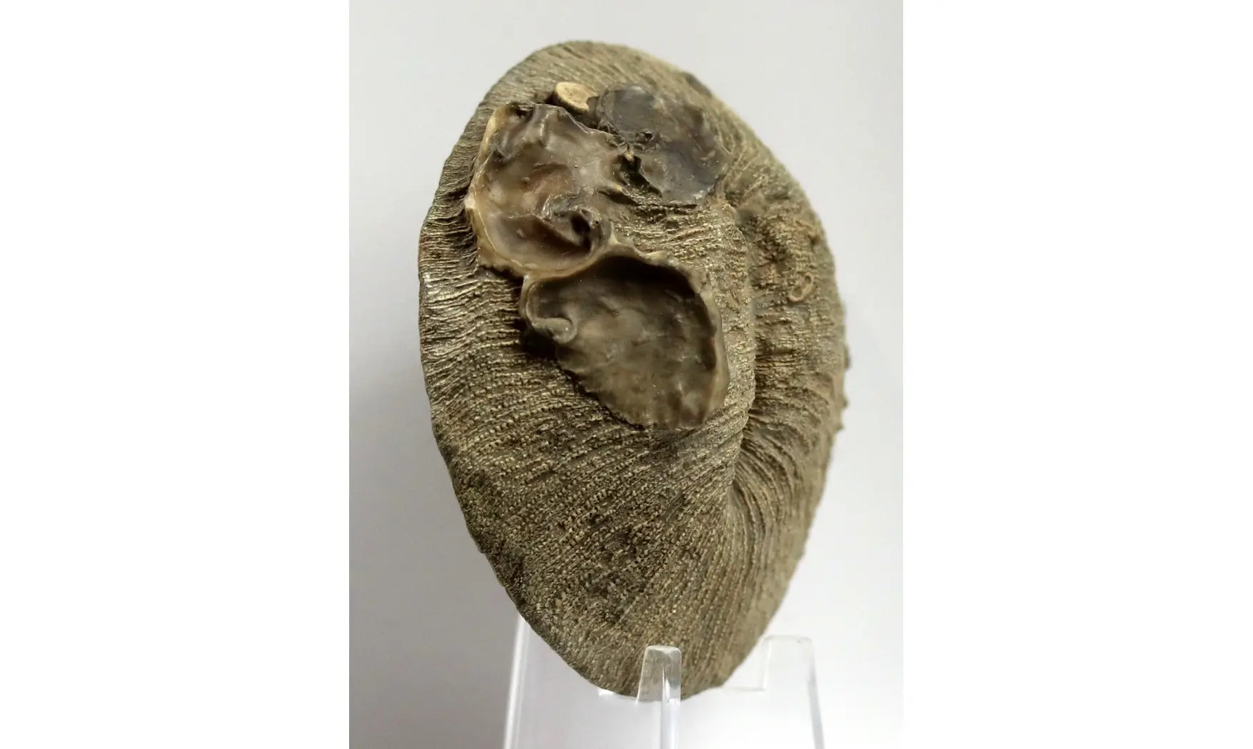 Cummolites polymorpha