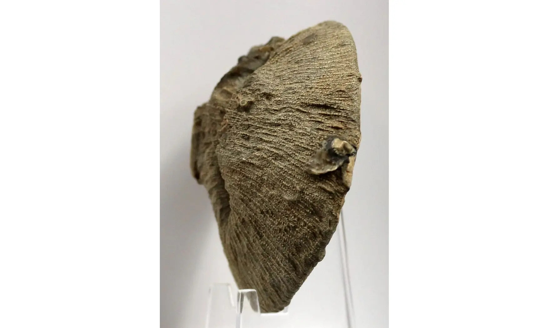 Cummolites polymorpha