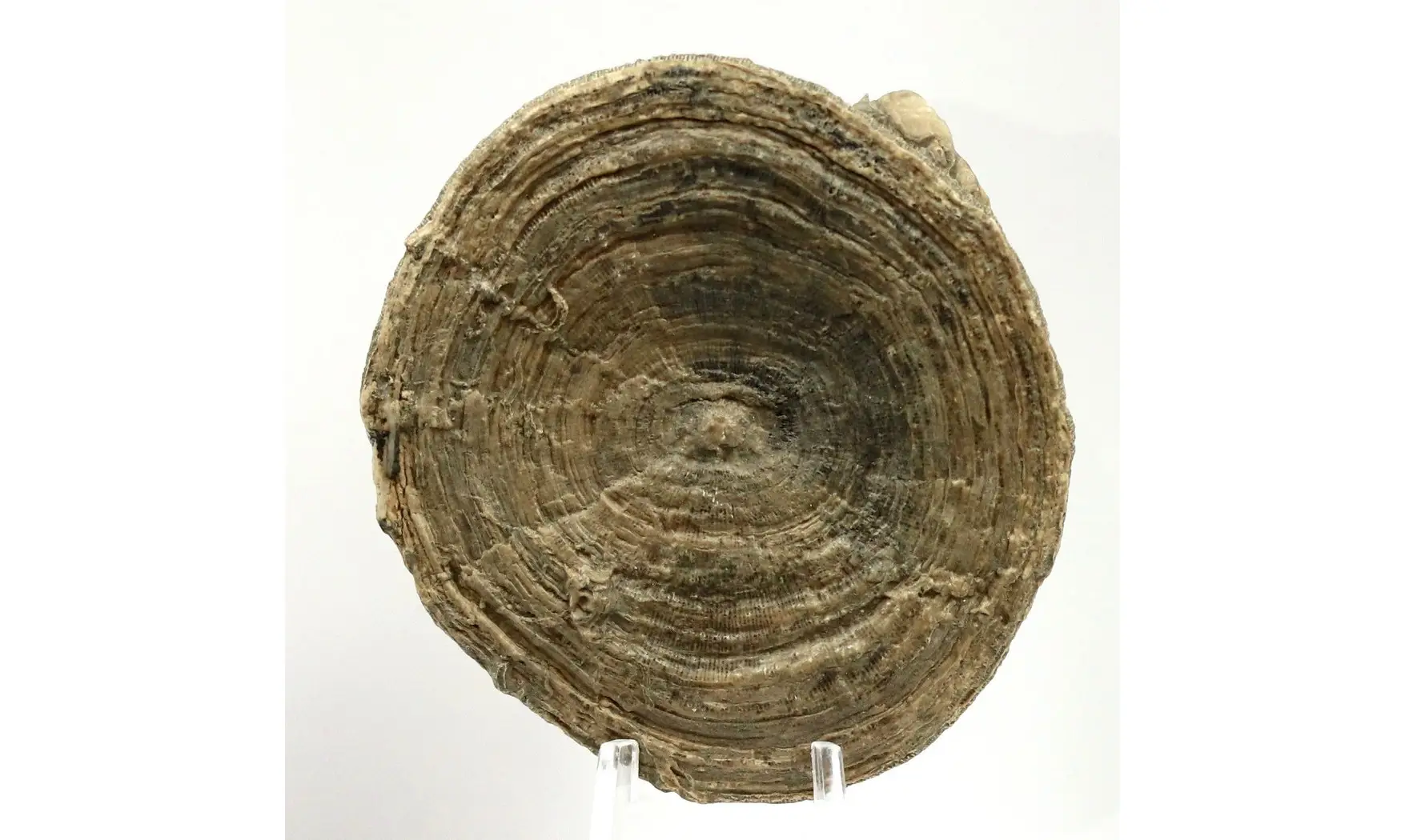 Cummolites polymorpha