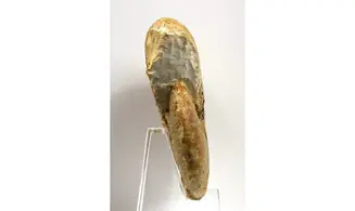 Oppelia sp.