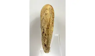Oppelia sp.