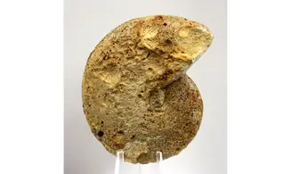 Oppelia sp.