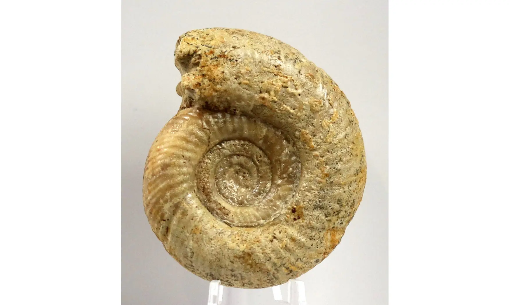 Leptosphinctes Davidsoni (BUCKMAN)