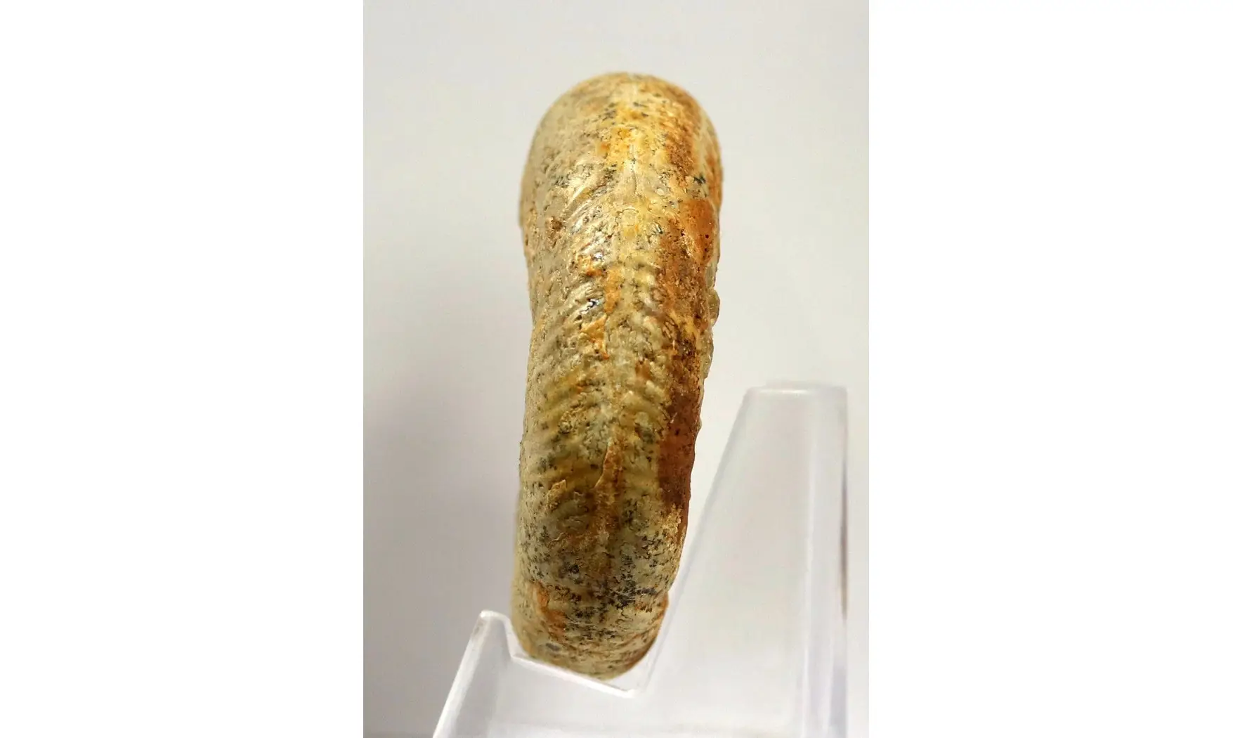 Leptosphinctes Davidsoni (BUCKMAN)