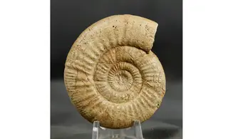 Collotia oxyptycha