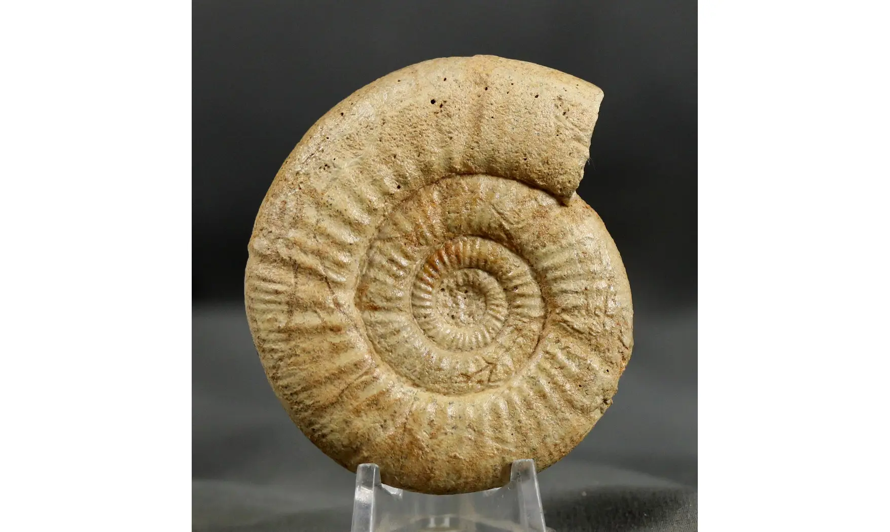 Collotia oxyptycha