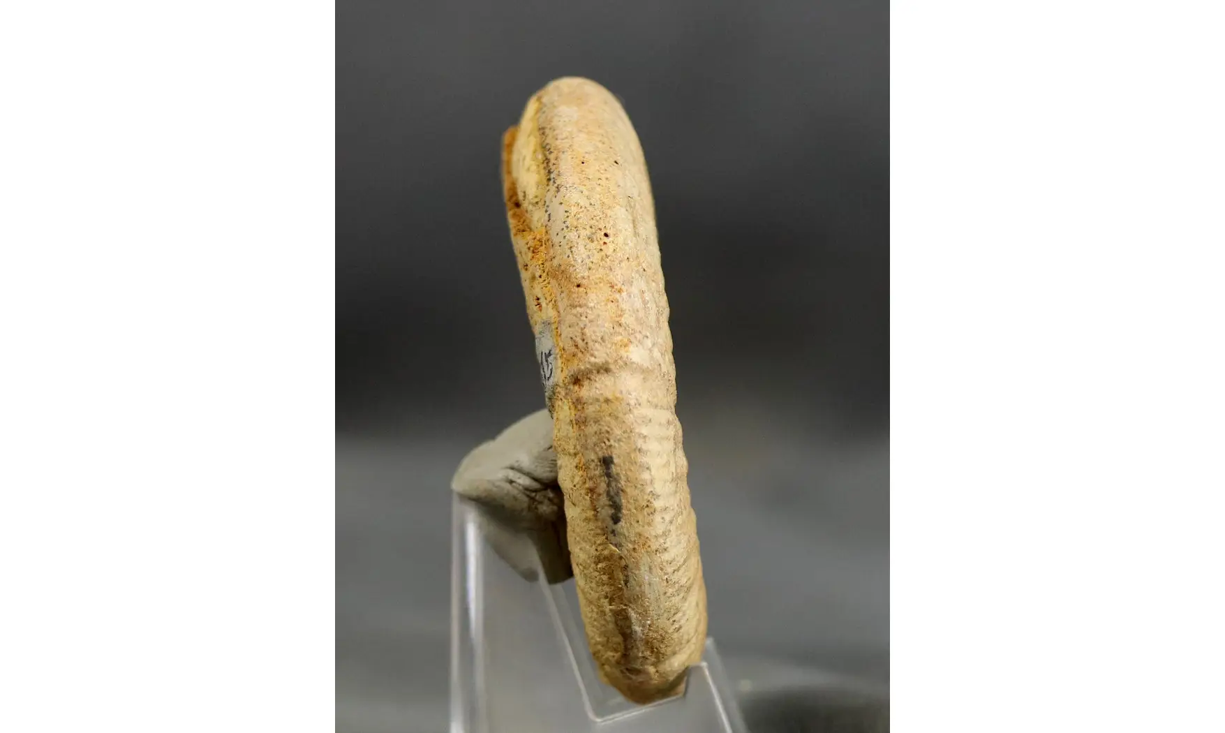 Collotia oxyptycha