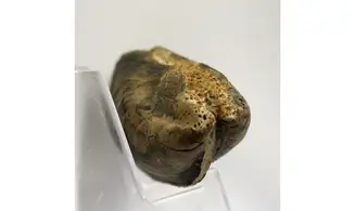 Modilius bipartitus