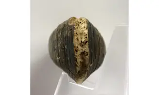 Modilius bipartitus