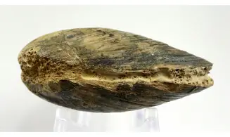 Modilius bipartitus