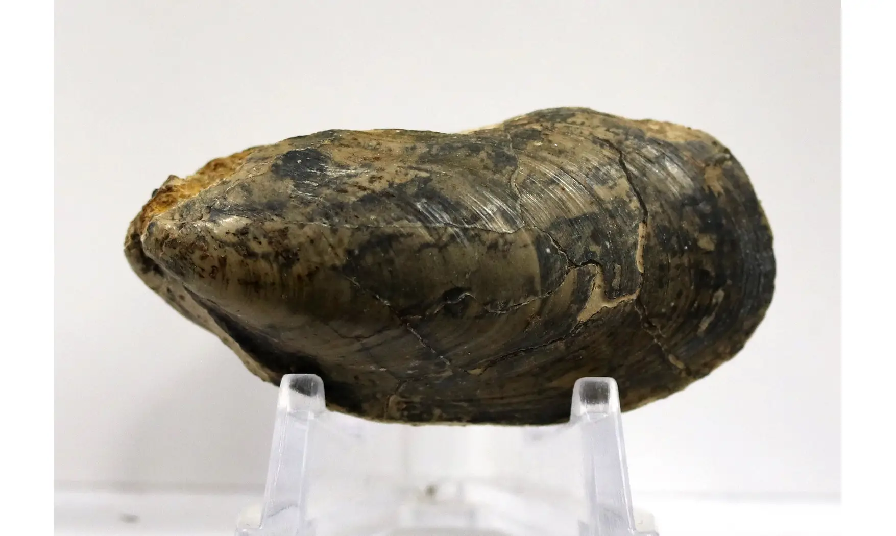 Modilius bipartitus