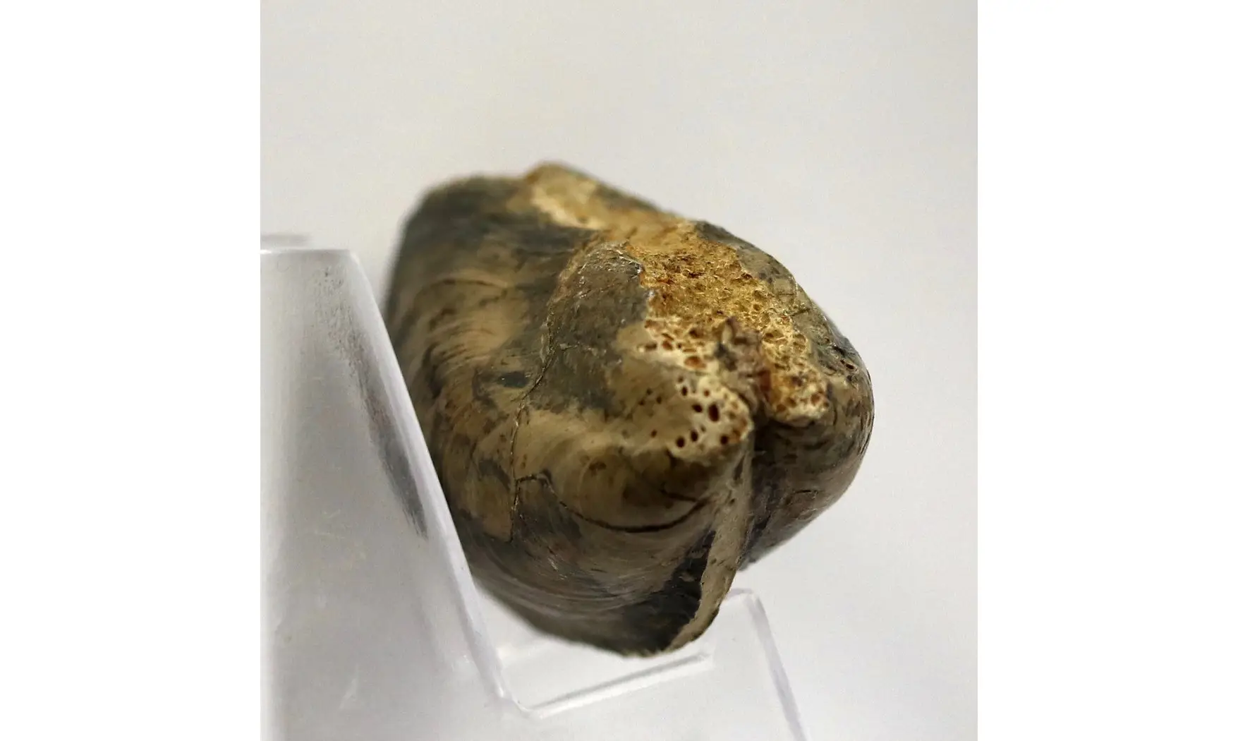 Modilius bipartitus