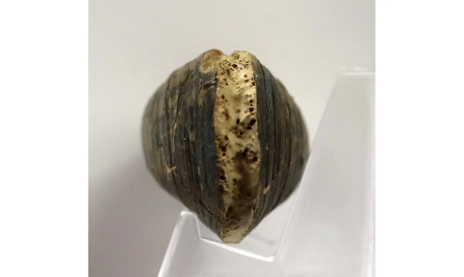 Modilius bipartitus