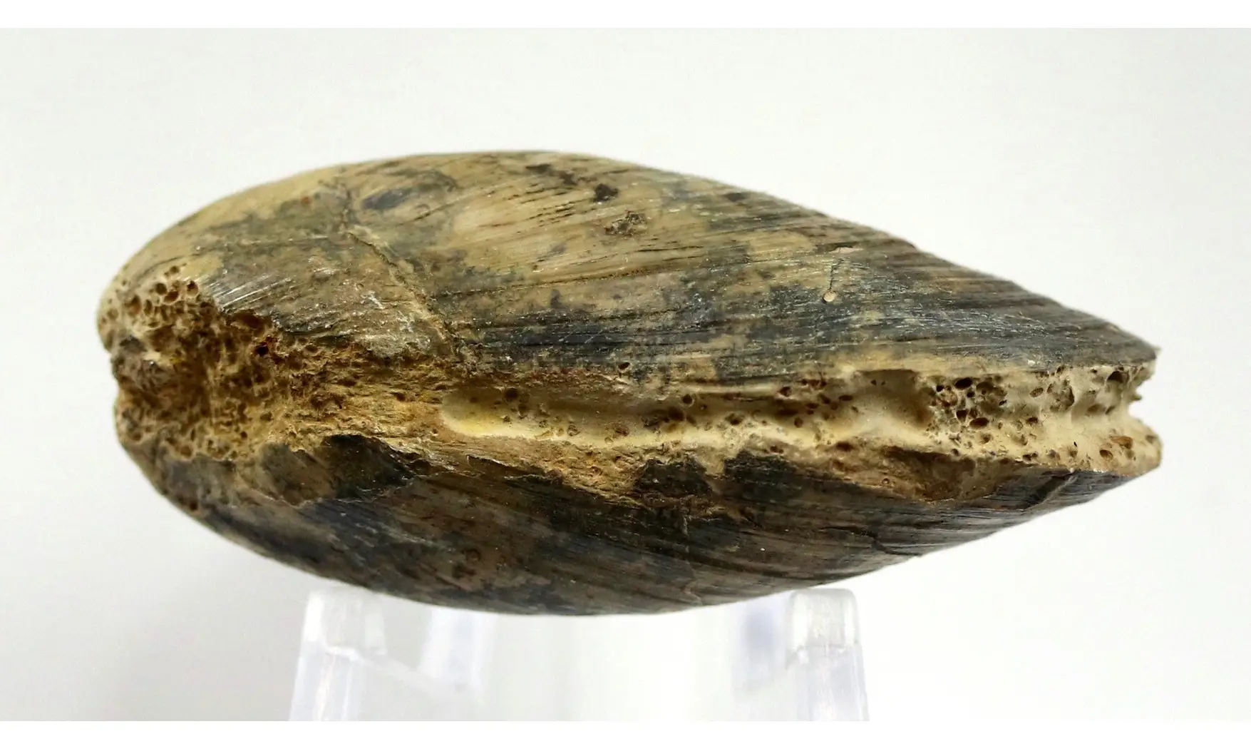 Modilius bipartitus
