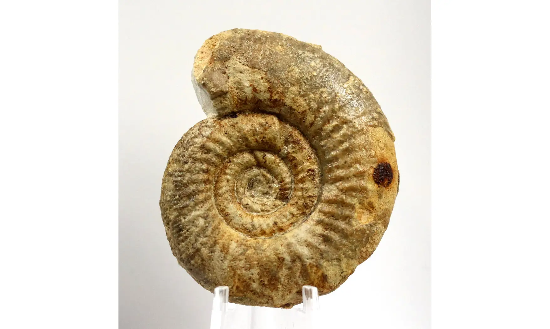 Leptosphinctes sp.