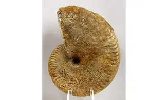 Oppelia subcostaria