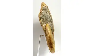 Oppelia subcostaria