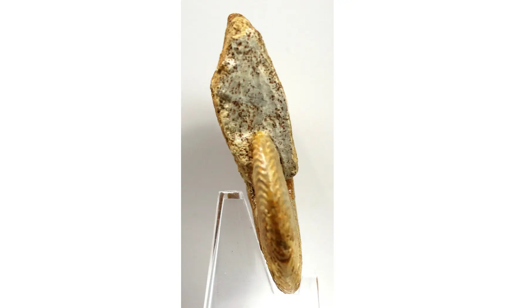 Oppelia subcostaria