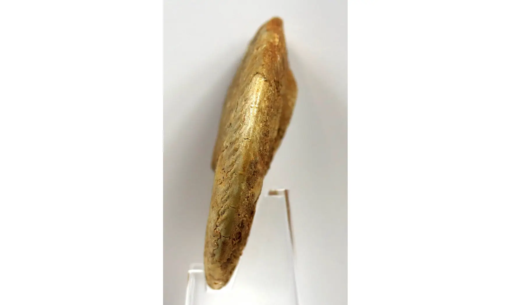Oppelia subcostaria