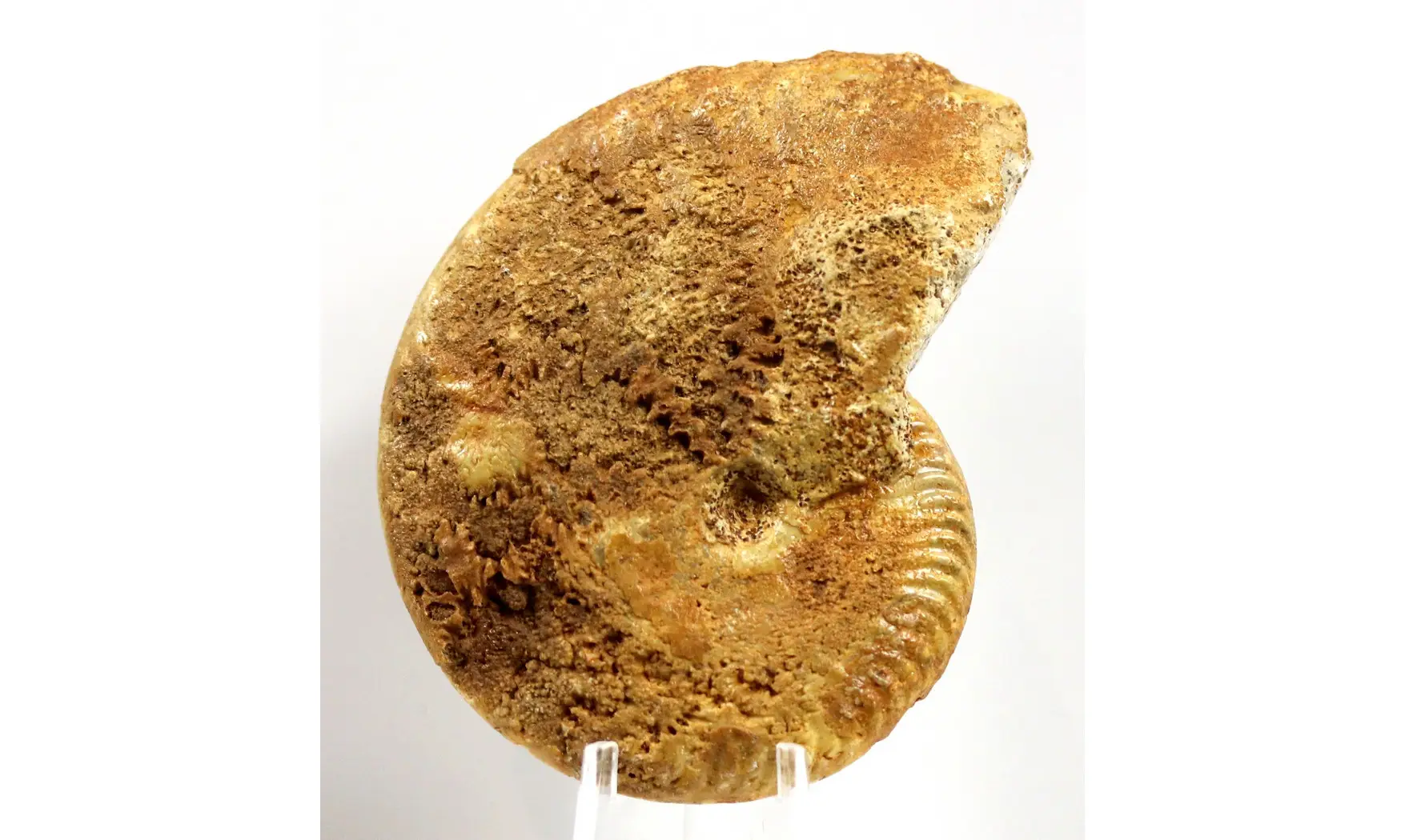 Oppelia subcostaria