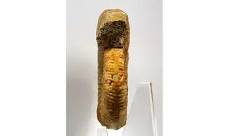 Paragarantiana longidoides