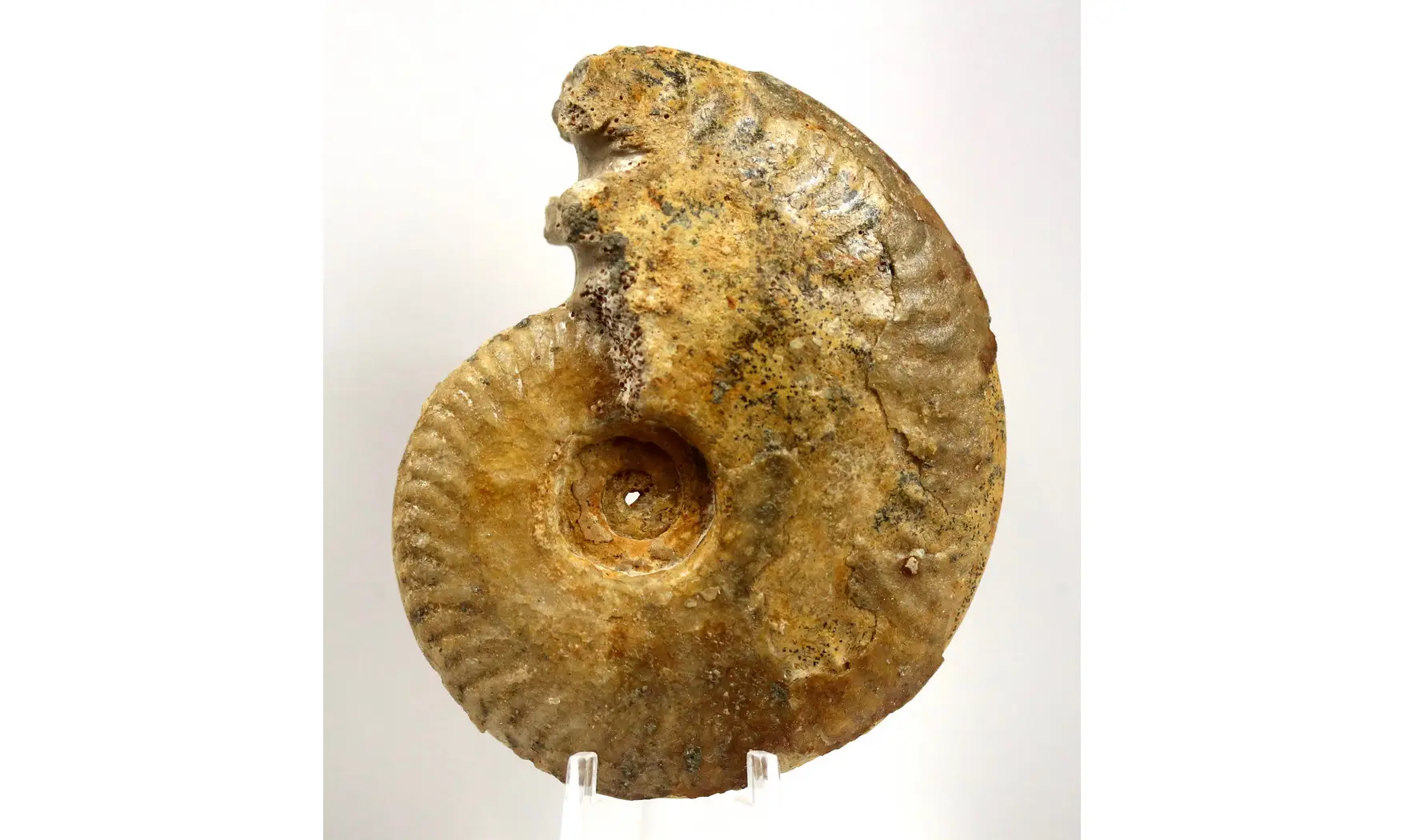 Oppelia cf. subradiata