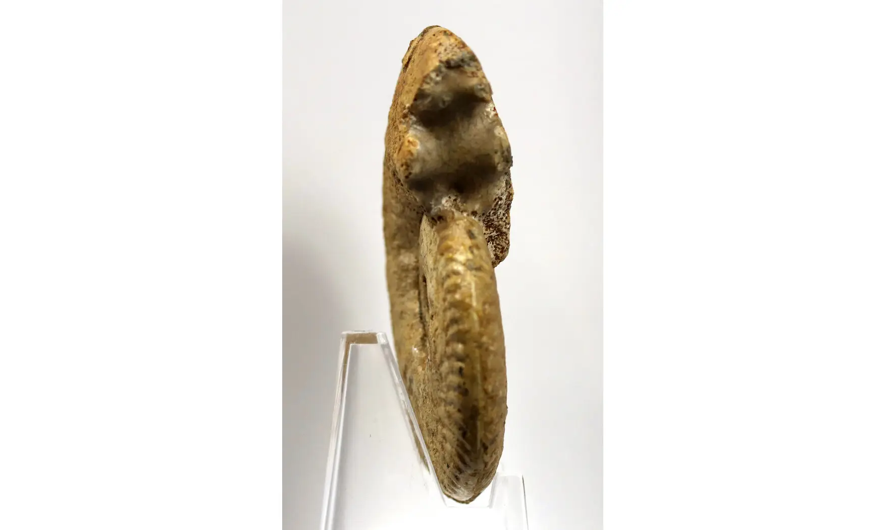 Oppelia cf. subradiata