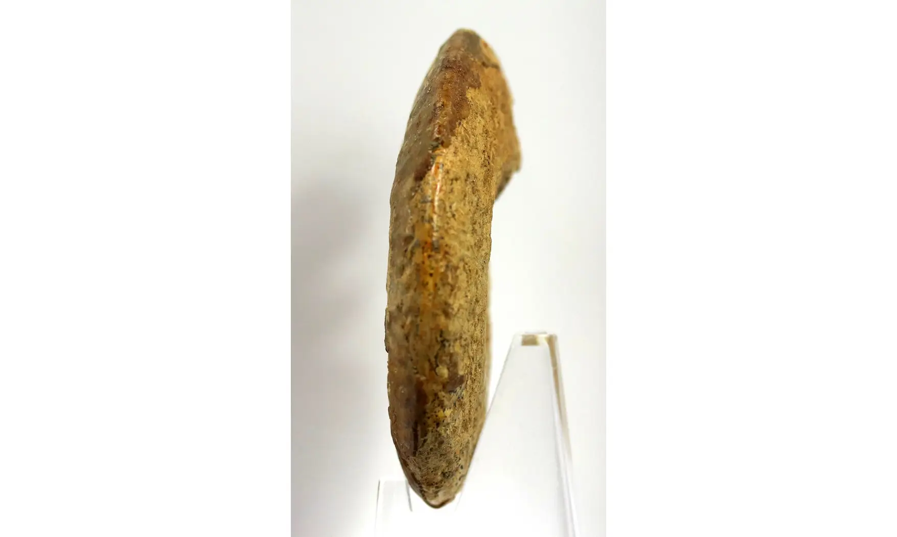 Oppelia cf. subradiata