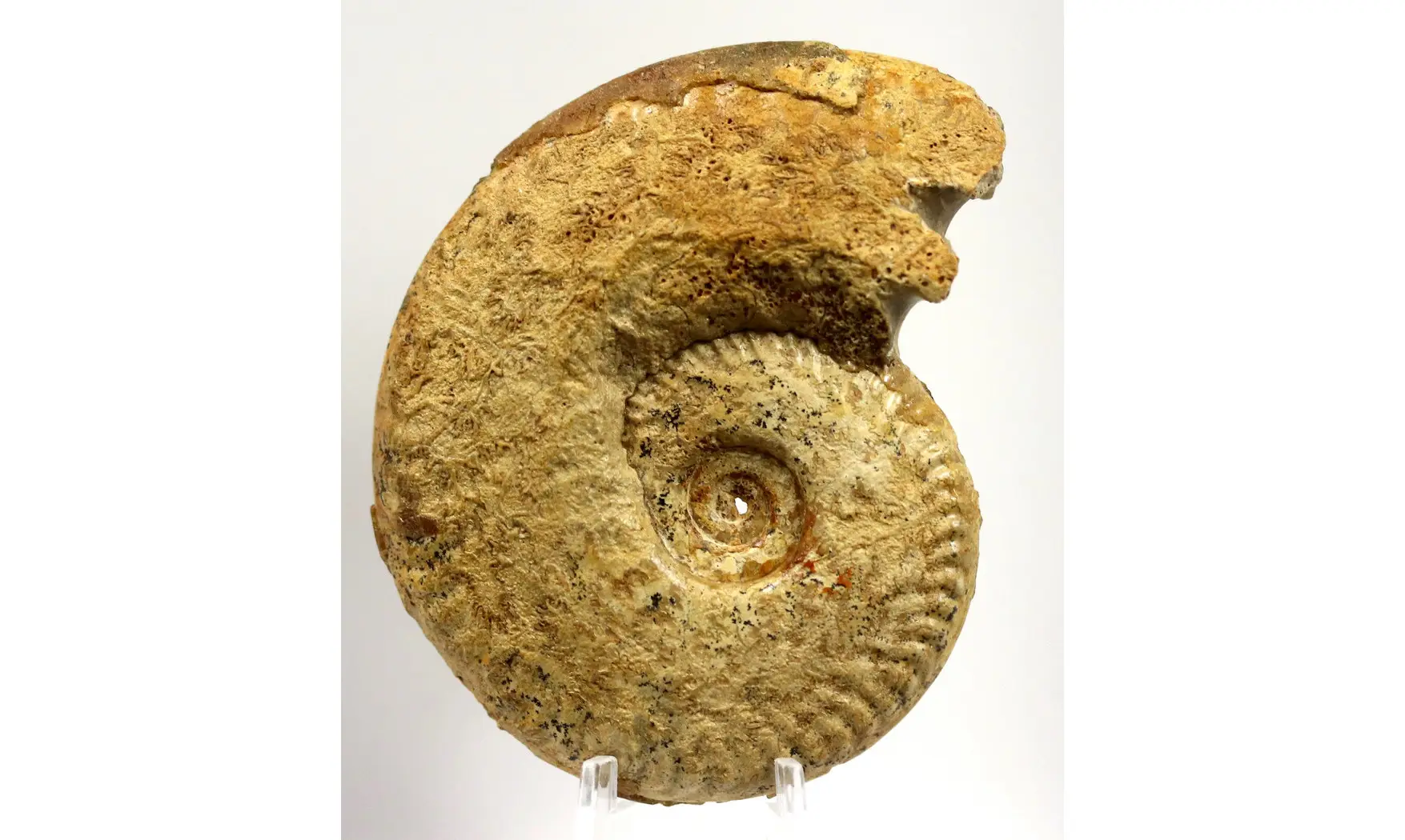 Oppelia cf. subradiata