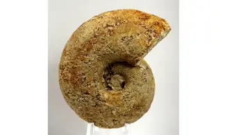 Lissoceras haugi