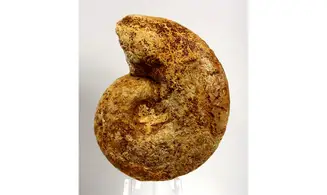 Lissoceras haugi