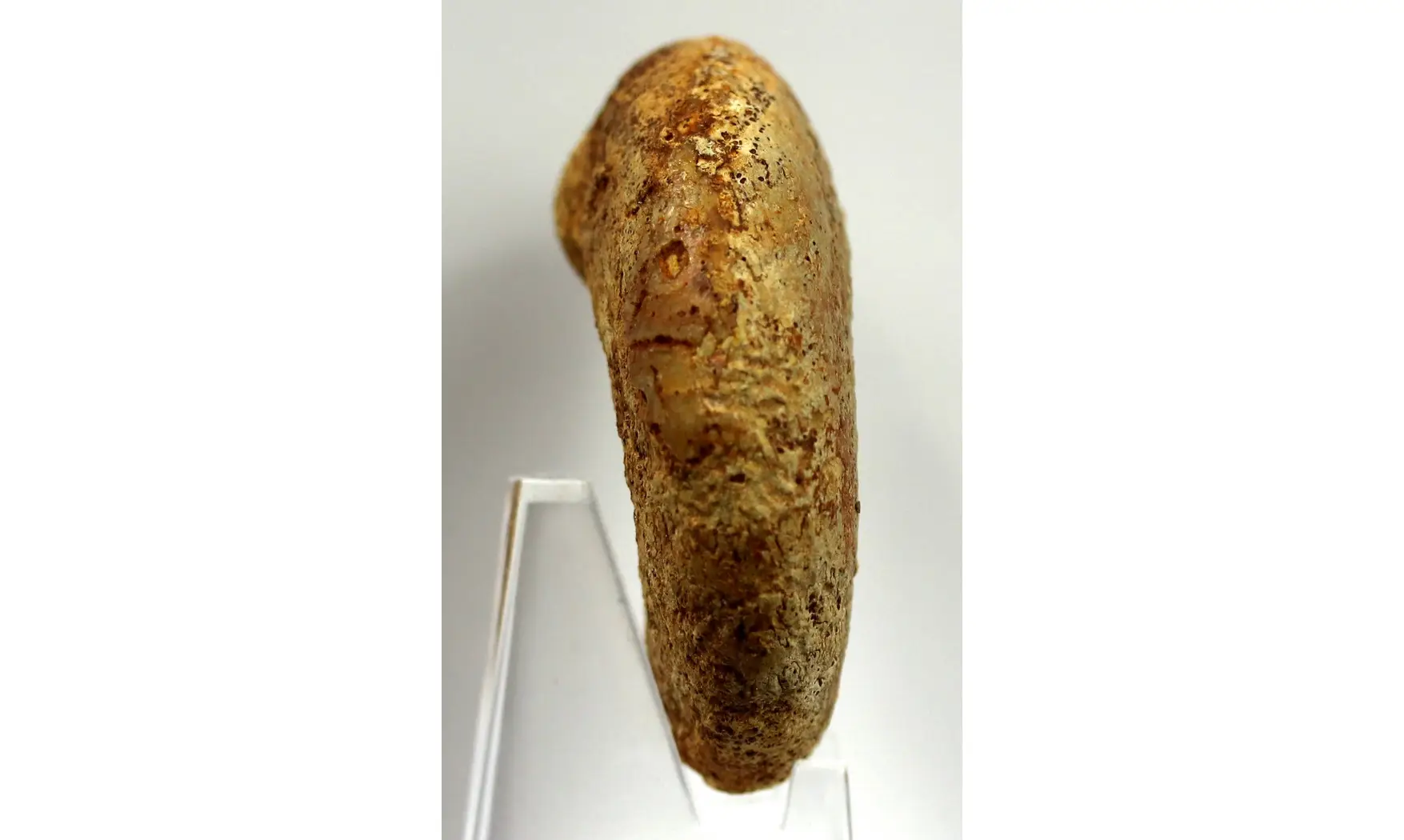 Lissoceras haugi