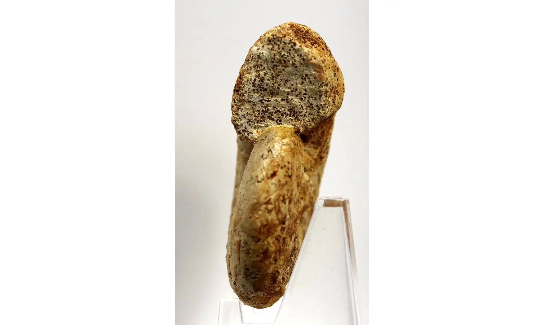 Lissoceras haugi