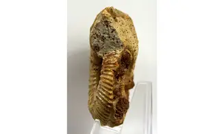 Garantiana platyrryma