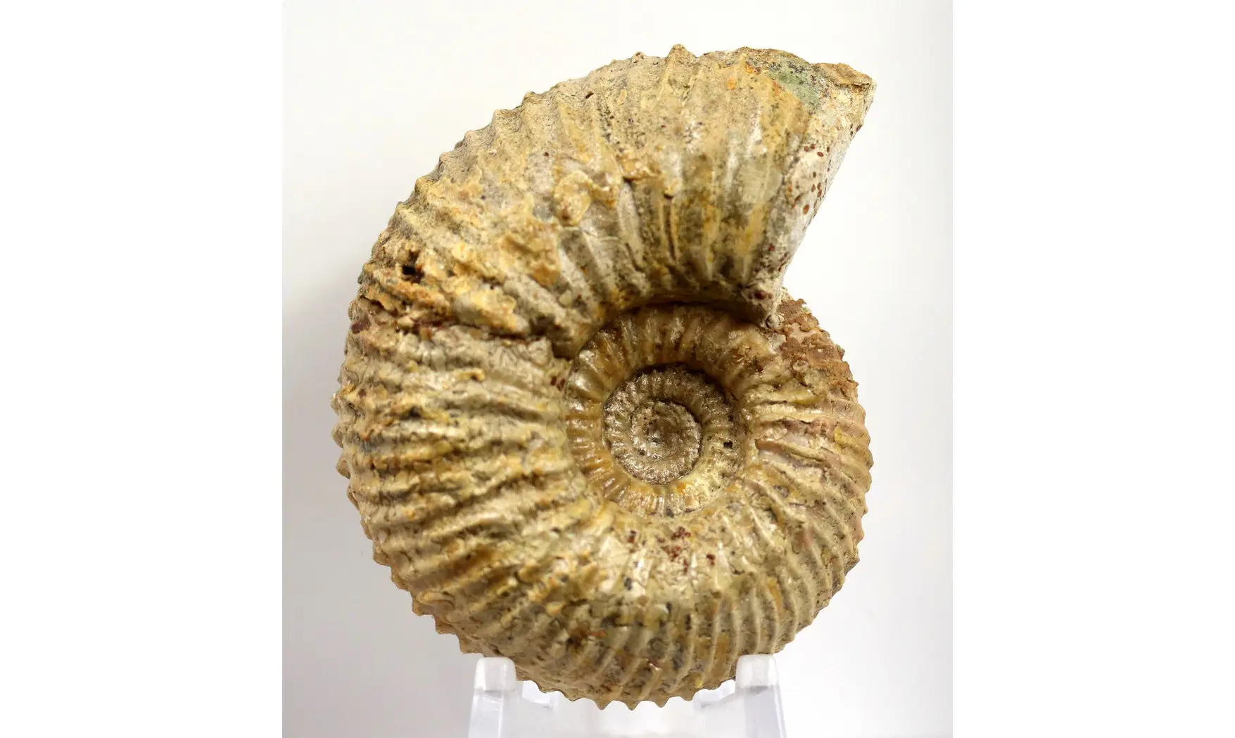Garantiana platyrryma