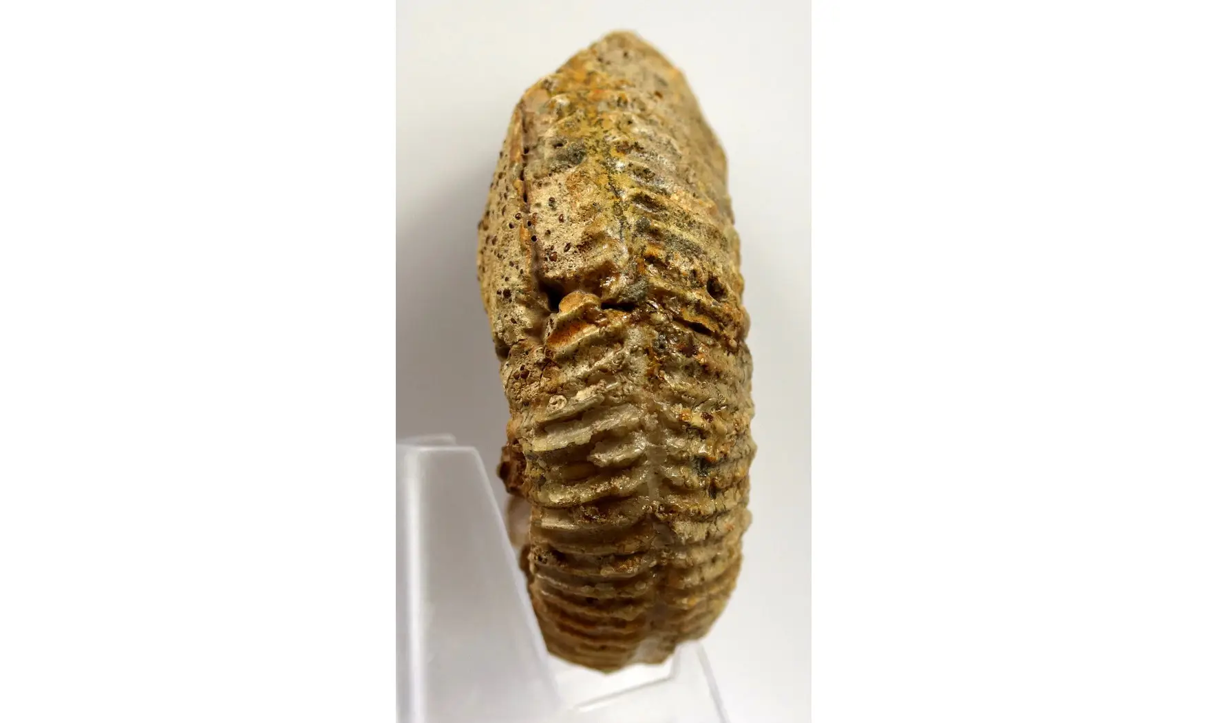 Garantiana platyrryma