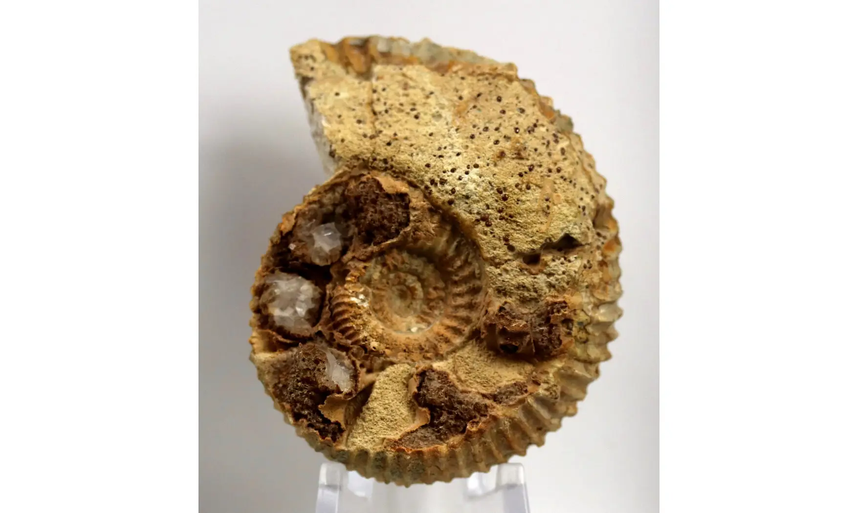 Garantiana platyrryma