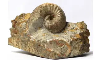Frogdenites spiniger