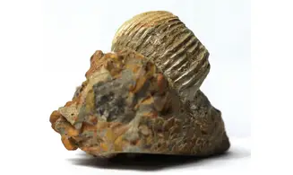 Frogdenites spiniger
