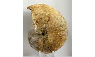 Phylloceras heterophyllum