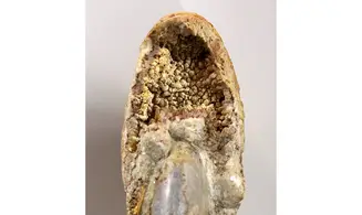 Phylloceras heterophyllum