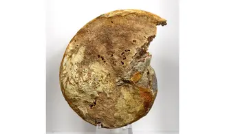 Phylloceras heterophyllum