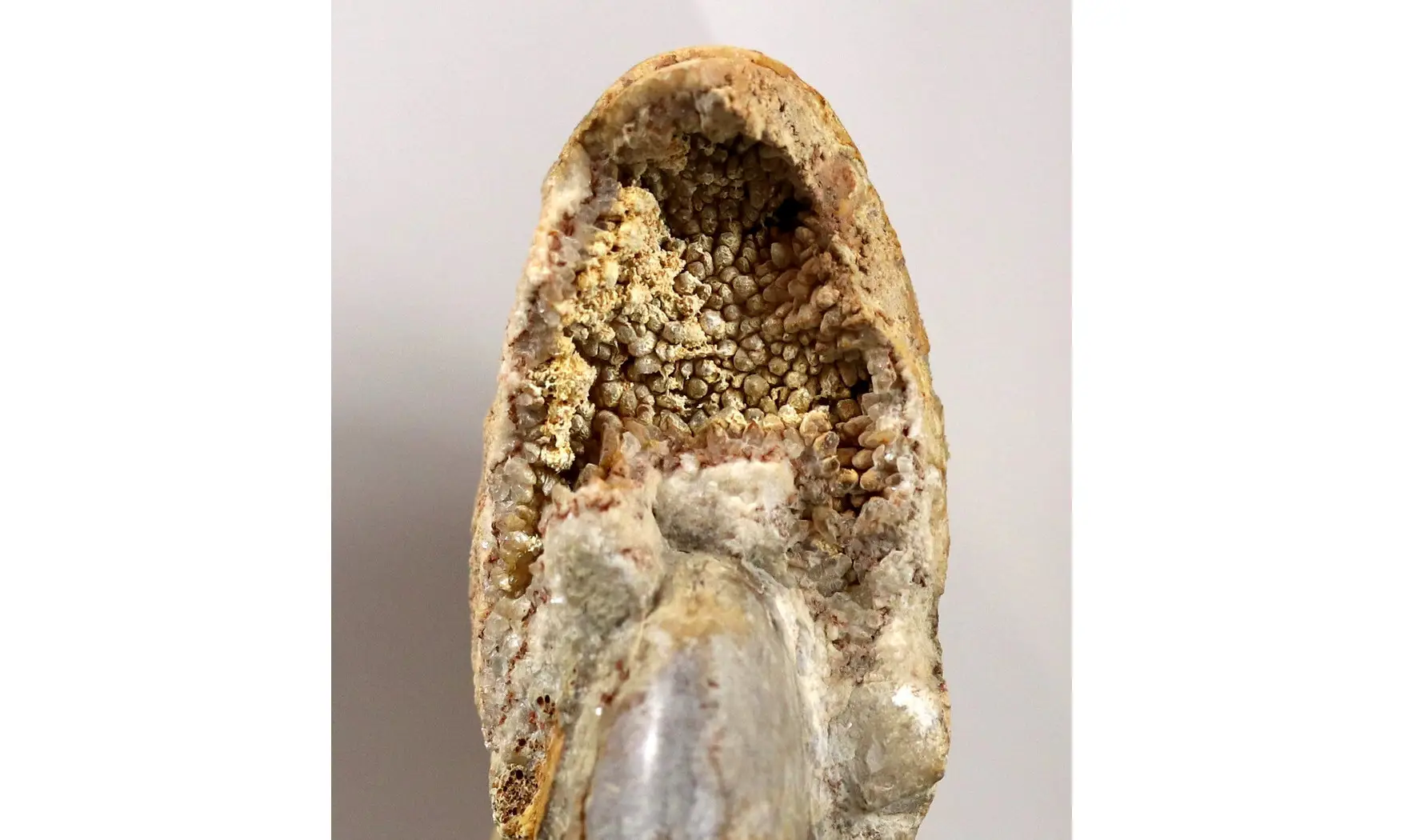 Phylloceras heterophyllum