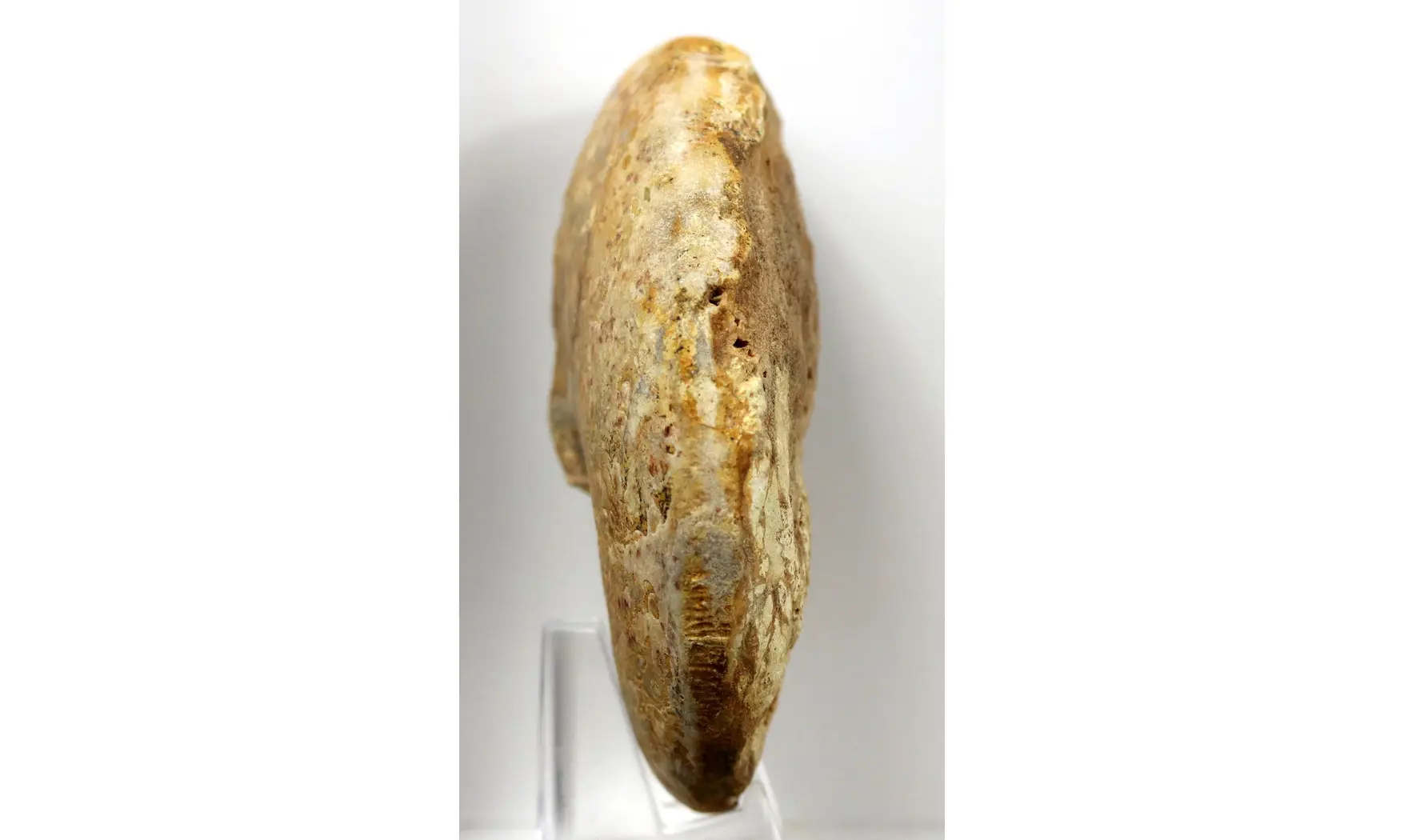 Phylloceras heterophyllum